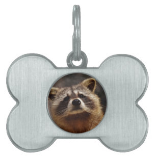 Placa Para Mascotas Curioso mapache