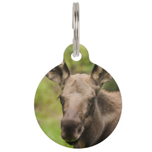 Placa Para Mascotas Curioso Moose