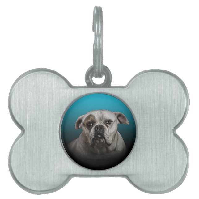 Placa Para Mascotas Cute Boxer Dog con fondo de degradado negro azul (Frente)