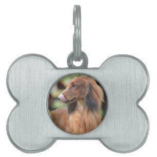 Placa Para Mascotas Dachshund de pelo largo