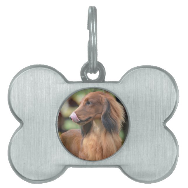 Placa Para Mascotas Dachshund de pelo largo (Frente)