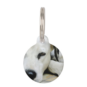 Placa Para Mascotas Dalmatiano