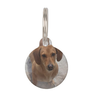 Placa Para Mascotas daschund-14