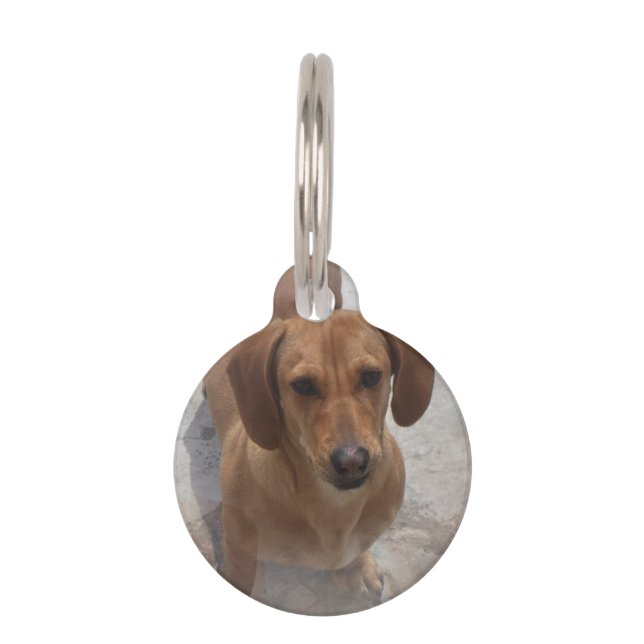 Placa Para Mascotas daschund-14 (Anverso)