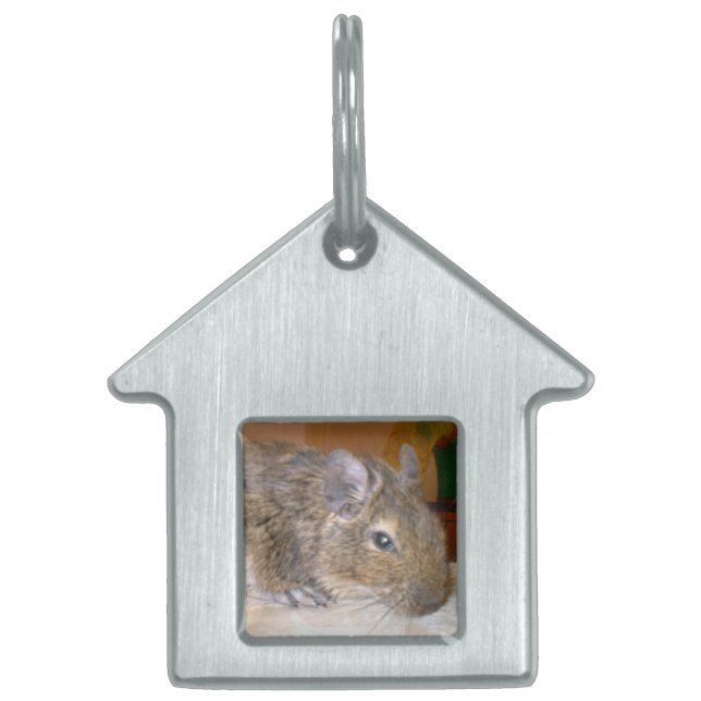 Placa Para Mascotas Degu Relaxing Pet Tag (Frente)