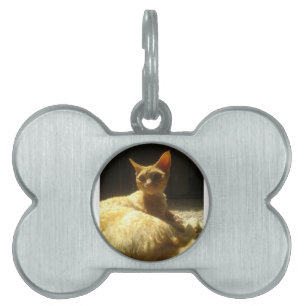 Placa Para Mascotas devon rex naranja
