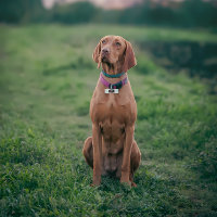 Divertido perro guardián de la humanidad Monograma