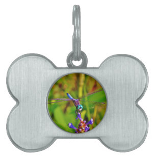 Placa Para Mascotas Dragón arcoiris verde azulado