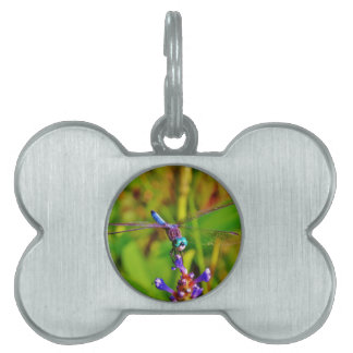 Placa Para Mascotas Dragón arcoiris verde azulado
