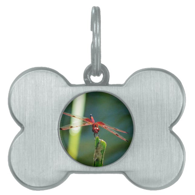 Placa Para Mascotas Dragonfly Frontal Rojo y Negro (Frente)