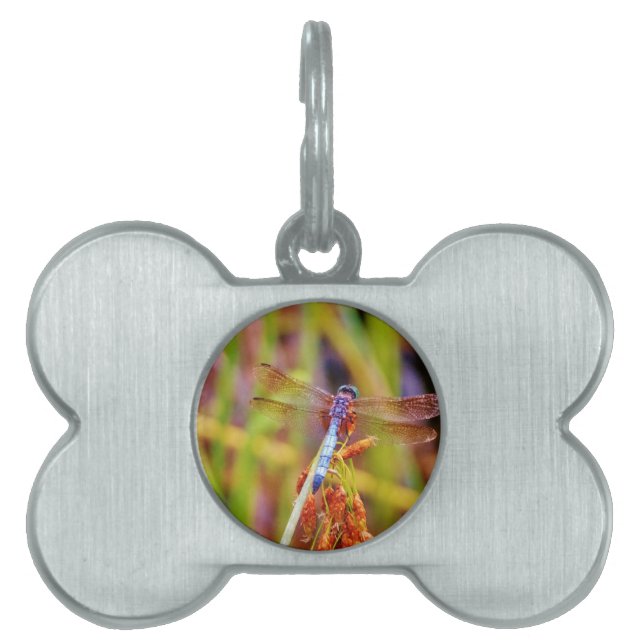 Placa Para Mascotas Dragonfly verde azulado (Frente)