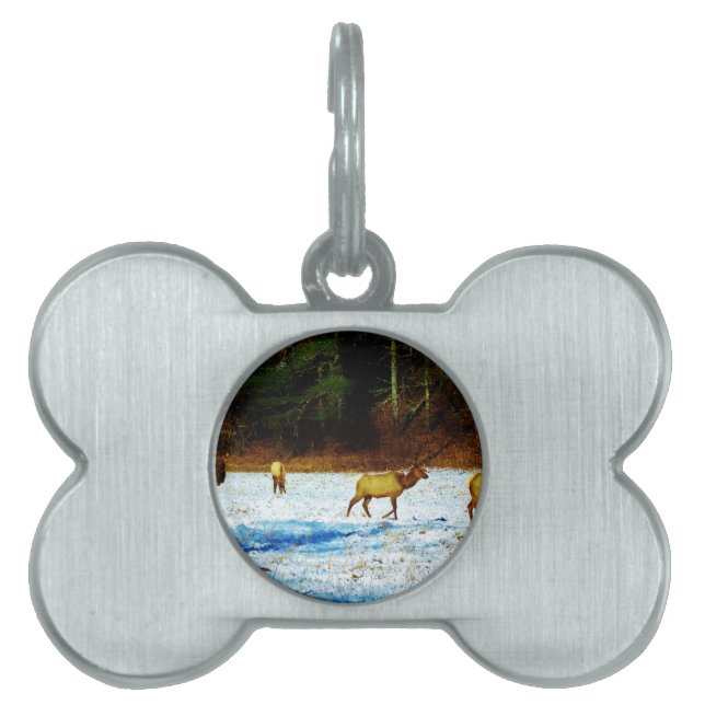 PLACA PARA MASCOTAS DSC00131.JPG (Frente)