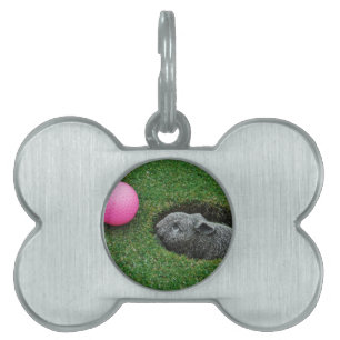 PLACA PARA MASCOTAS DSCF0652.JPG