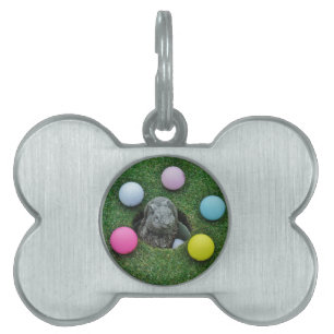 PLACA PARA MASCOTAS DSCF0698.JPG