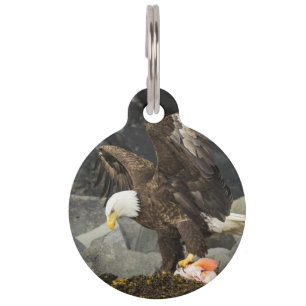 Placa Para Mascotas El águila calva suprema