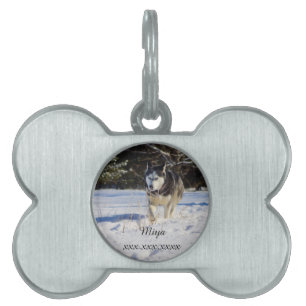 Placa Para Mascotas El Husky Siberiano En La Nieve