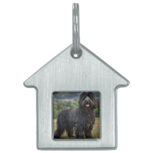 Placa Para Mascotas "Elegancia chismosa: El perro pastor de Bergamasco