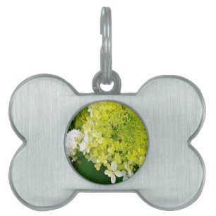 Placa Para Mascotas Elegante Hortensia Limelight Verde Chartreuse