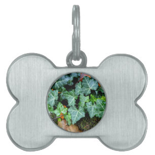Placa Para Mascotas Elegante marfil verde clásico y piedra de campo