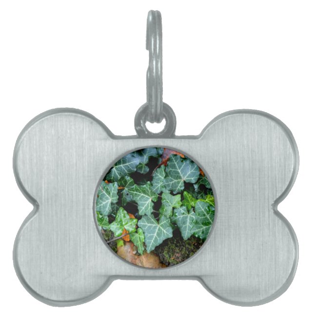 Placa Para Mascotas Elegante marfil verde clásico y piedra de campo (Frente)