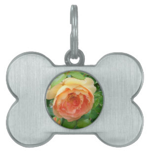 Placa Para Mascotas Elegante Naranja Rosa Rubor