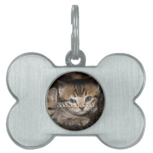 Placa Para Mascotas En la etiqueta de identificación de mascota de mam