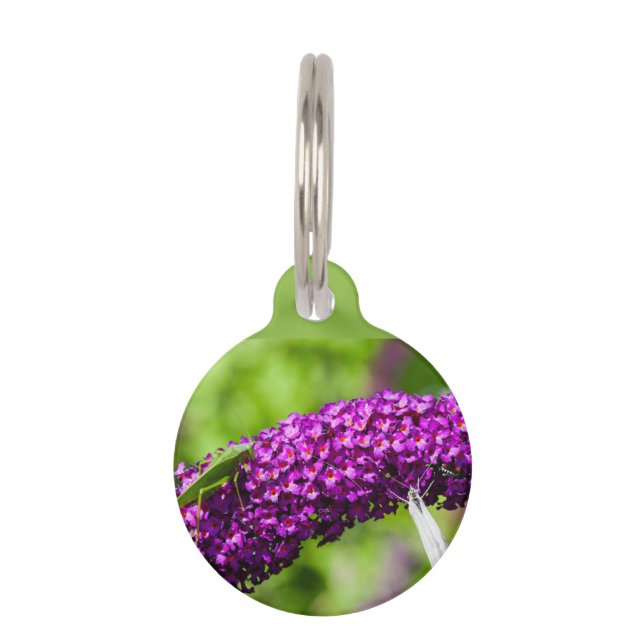 Placa Para Mascotas energía katydid (Anverso)