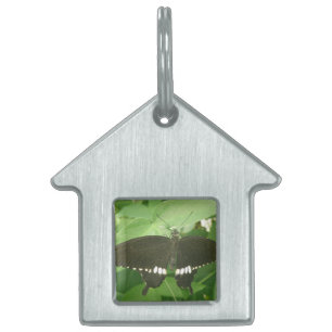 Placa Para Mascotas Etiqueta común de mariposa morena
