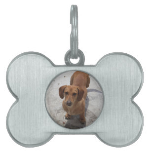 Placa Para Mascotas Etiqueta de foto de mascota