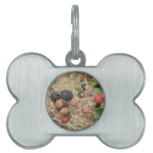 Placa Para Mascotas Etiqueta de mascota Blackberry Bonanza