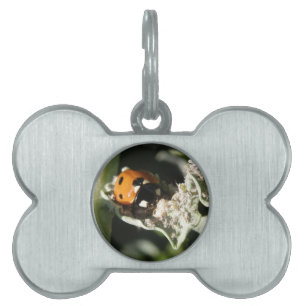 Placa Para Mascotas Etiqueta de mascota británica 7 Spot Ladybug