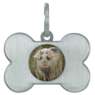 Placa Para Mascotas Etiqueta de mascota de cerdo