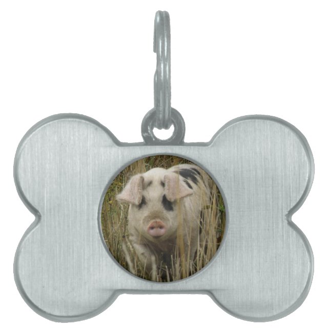 Placa Para Mascotas Etiqueta de mascota de cerdo (Frente)