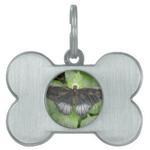 Placa Para Mascotas Etiqueta de mascota de mariposa tropical y flores 
