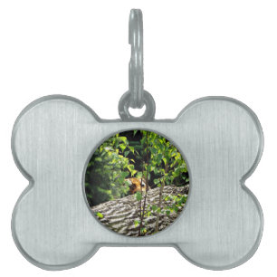 Placa Para Mascotas Etiqueta de mascota de tigre Peek-a-boo