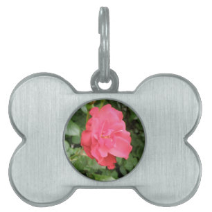 Placa Para Mascotas Etiqueta de mascota Rosa silvestre