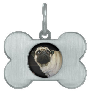 Placa Para Mascotas Etiqueta de perro de cerdo y Mascota de peluche de