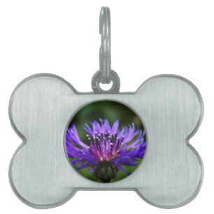Placa Para Mascotas Flor de Aciano Azul Florece Paz Amor Destino