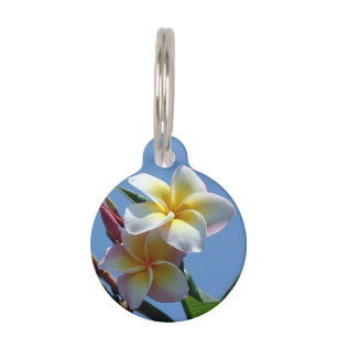 Placa Para Mascotas Floraciones llamativas del Frangipani del Plumeria