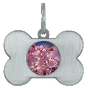 Placa Para Mascotas Florecimiento de cerezo sakura besado por la luz d