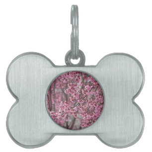 Placa Para Mascotas Florecimiento de cerezo sakura en rosa