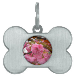 Placa Para Mascotas Flores de flores de cerezo rosado caliente