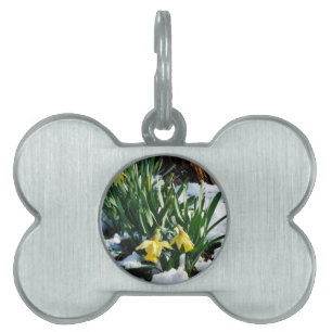 Placa Para Mascotas Flores de los Daffodils amarillos en la nieve