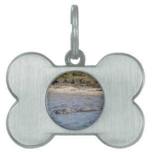 Placa Para Mascotas Foto de naturaleza de caimán americano nadando
