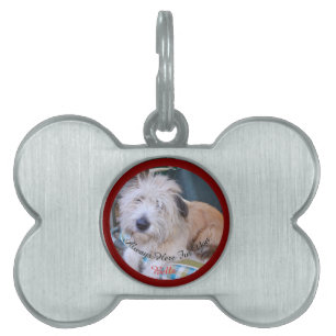 Placa Para Mascotas Foto de perro, nombre y texto reemplazable