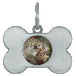 Placa Para Mascotas Foto de Rainbow Trout