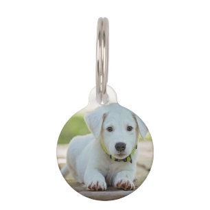 Placa Para Mascotas Foto Mascota personalizada