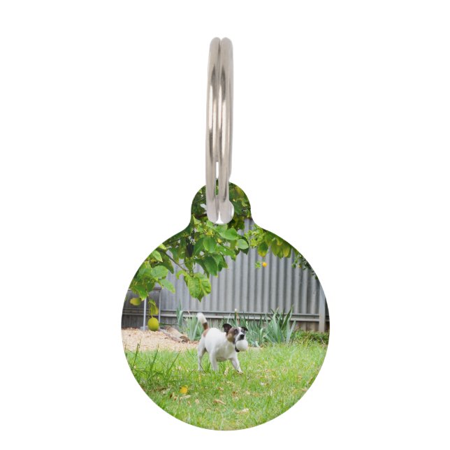 Placa Para Mascotas Fox Terrier Cara de Asusto Divertida, (Anverso)