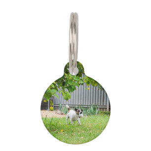 Placa Para Mascotas Fox Terrier Cara de Espanto Divertida,