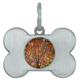 Placa Para Mascotas Fuegos artificiales de las hojas de otoño